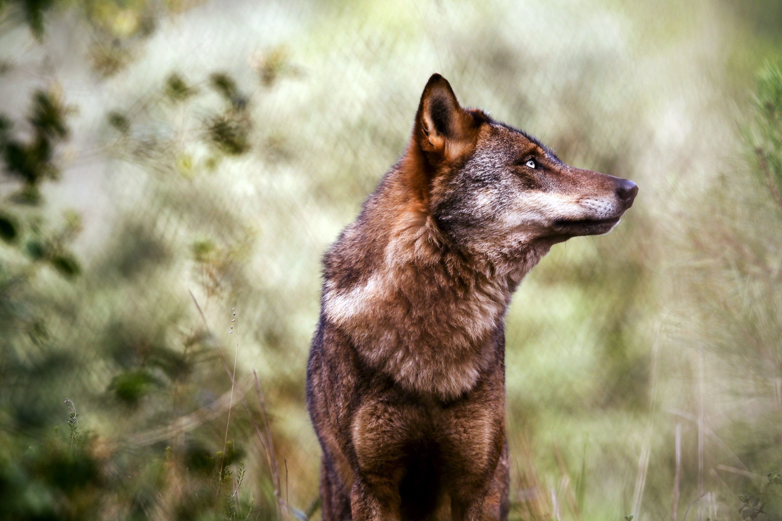 Programa Alcateia. Como recuperar e proteger habitats, lobos e reduzir conflitos?