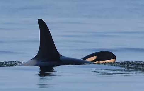 Orca que transportou cria morta durante 17 dias deu à luz novamente