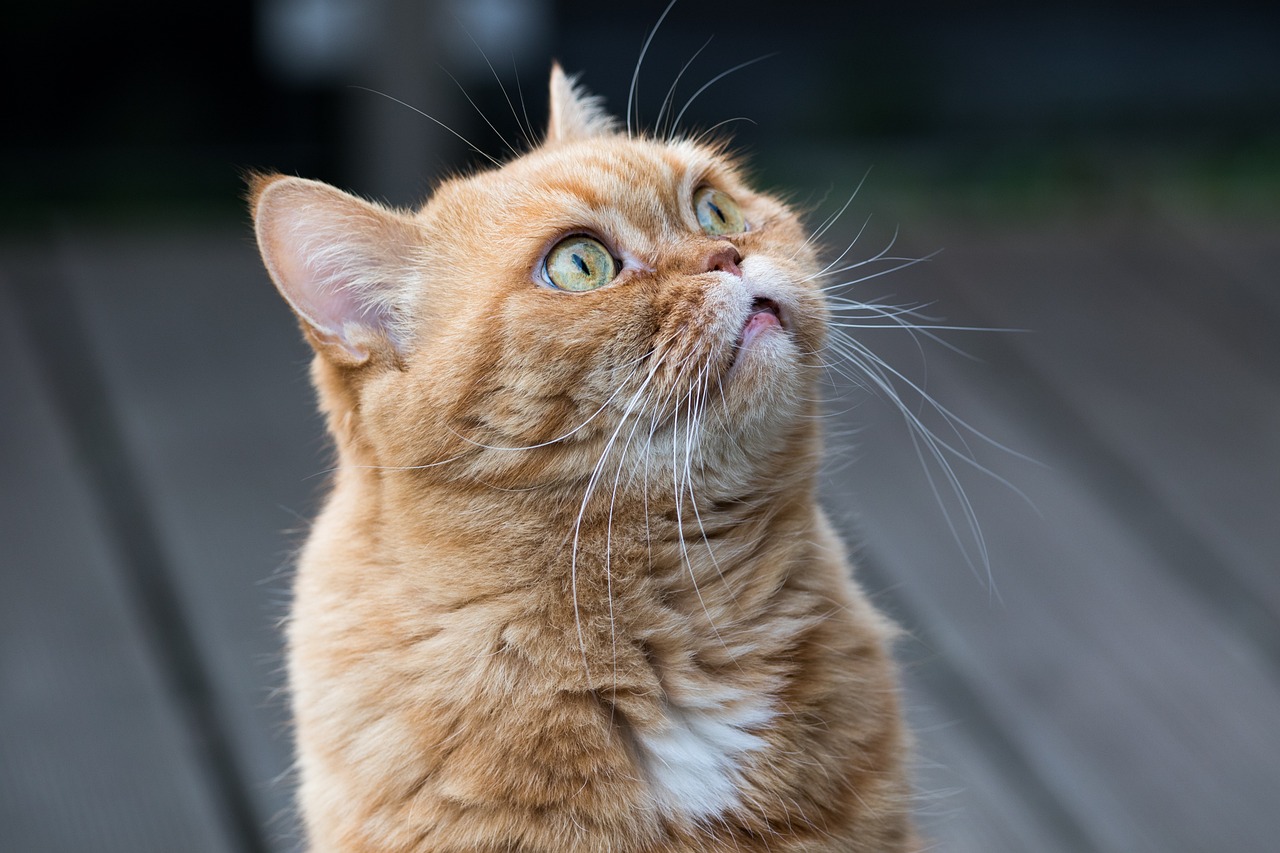 Gatos amarelos podem ter sangue viking