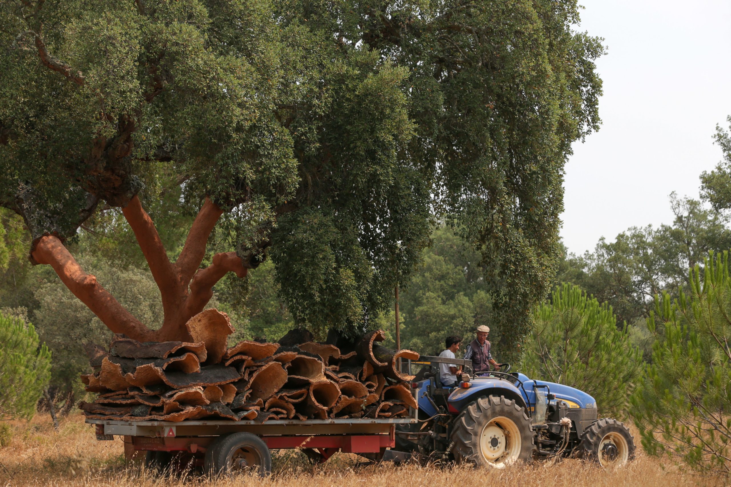 “Sempre houve roubos de cortiça, mas nunca como agora”. Produtores de cortiça denunciam roubos por organizações armadas