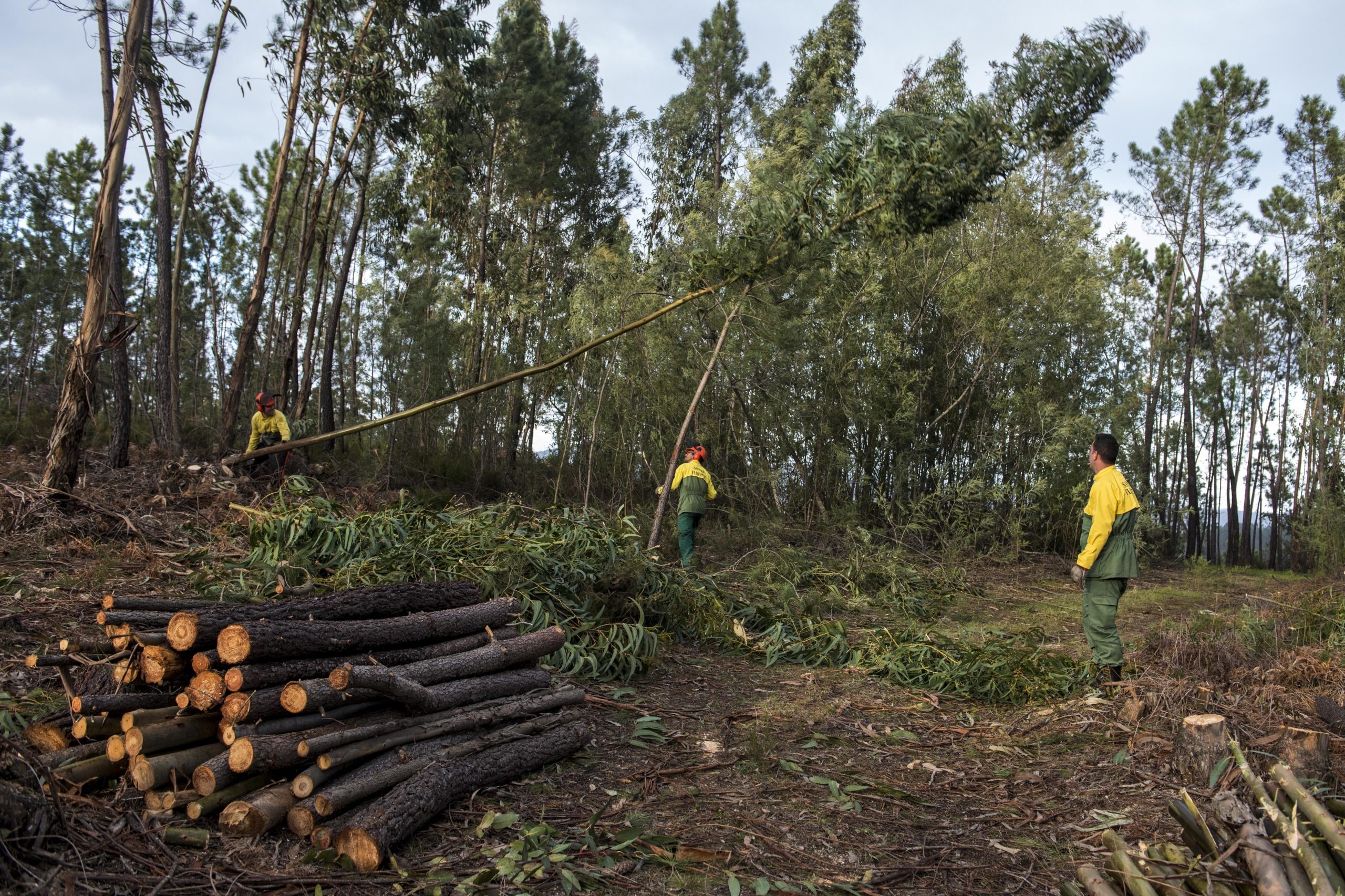 Incêndios: Projeto de economia social e solidária quer ajudar a prevenir fogos em Penacova