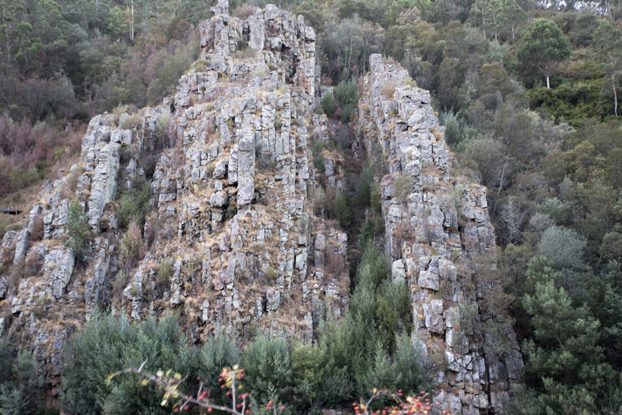 Livraria do Mondego em Penacova classificada como monumento natural