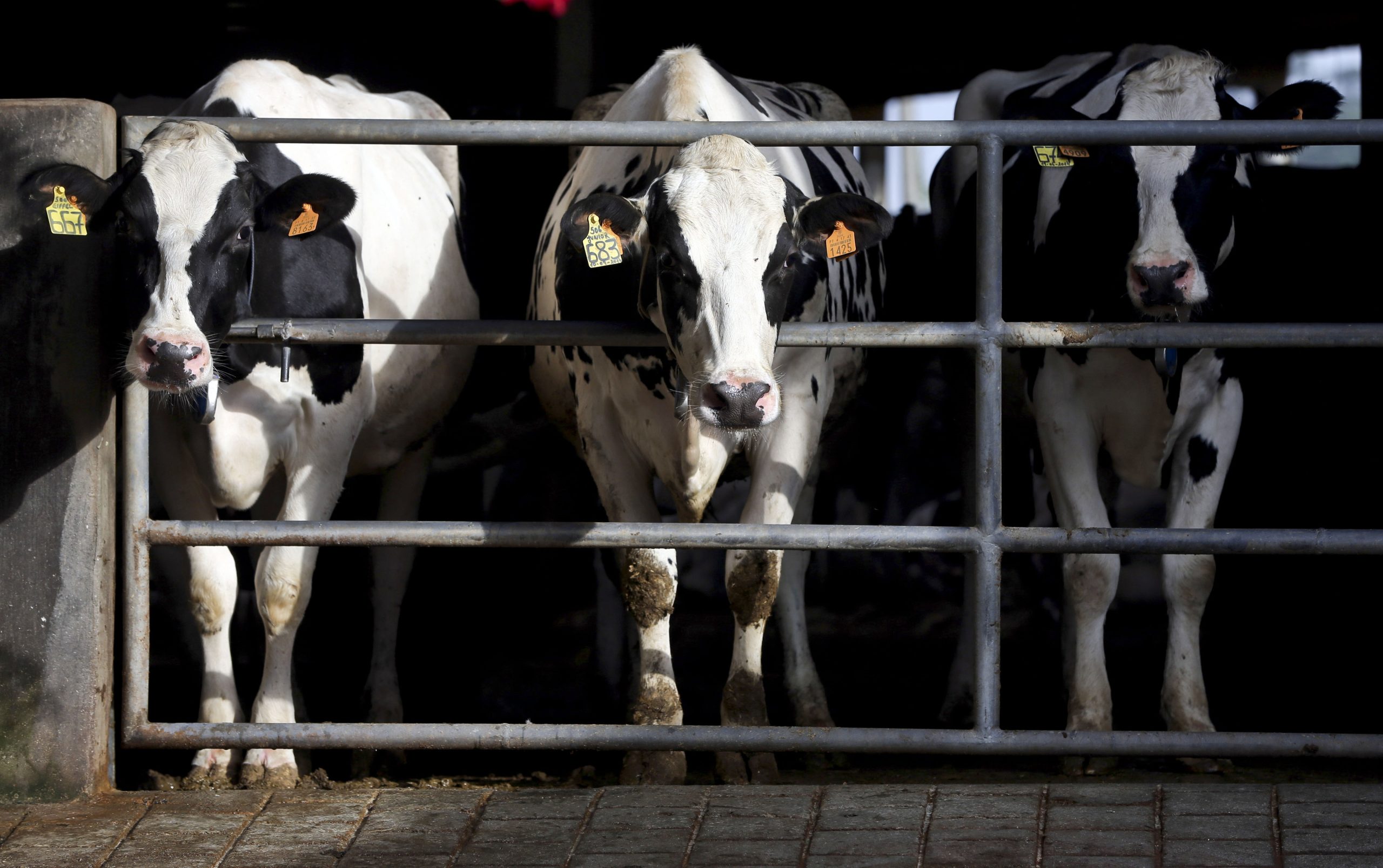 4 mil vacas e ovelhas portuguesas estão a caminho de Israel