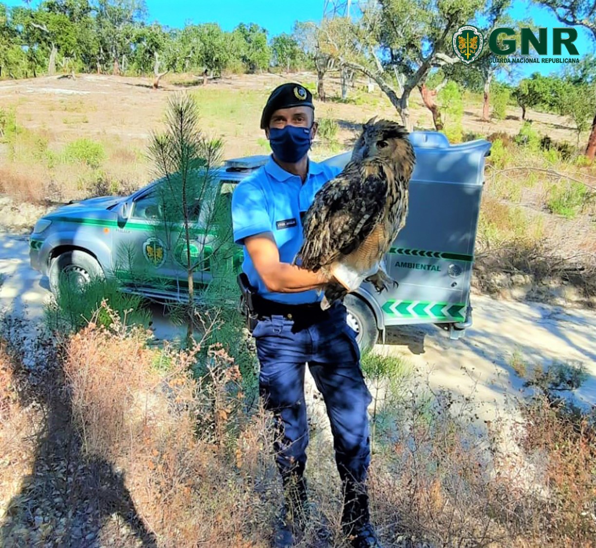 GNR resgata bufo-real ferido no Montijo