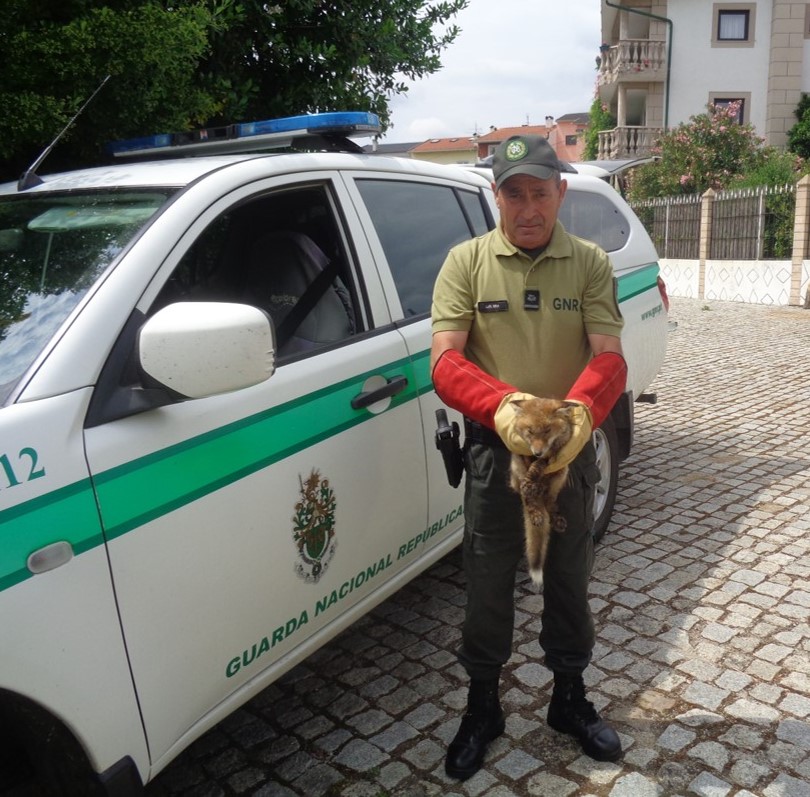 GNR resgata raposa a deambular na via pública em Vila Real