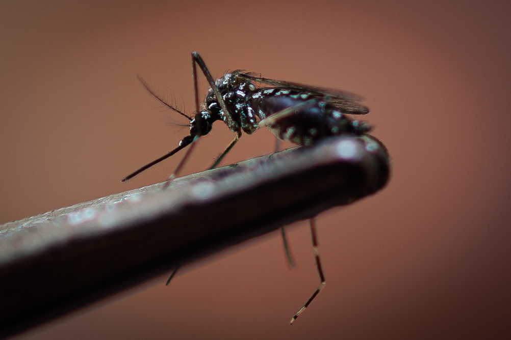 Mosquito transmissor da dengue detetado na Covilhã e leva ULS a reforçar apelo a medidas de prevenção