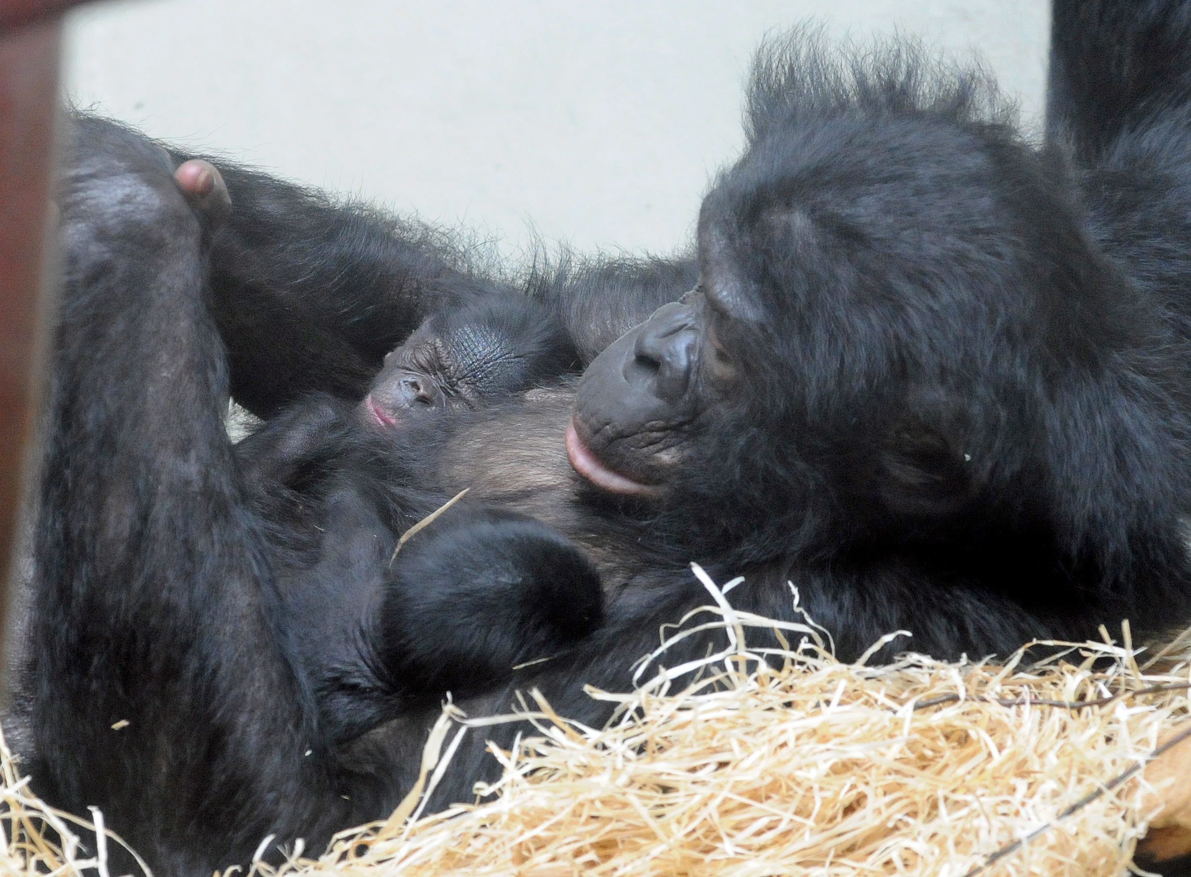 Bonobos percebem quando um humano não sabe alguma coisa e tentam ajudá-lo