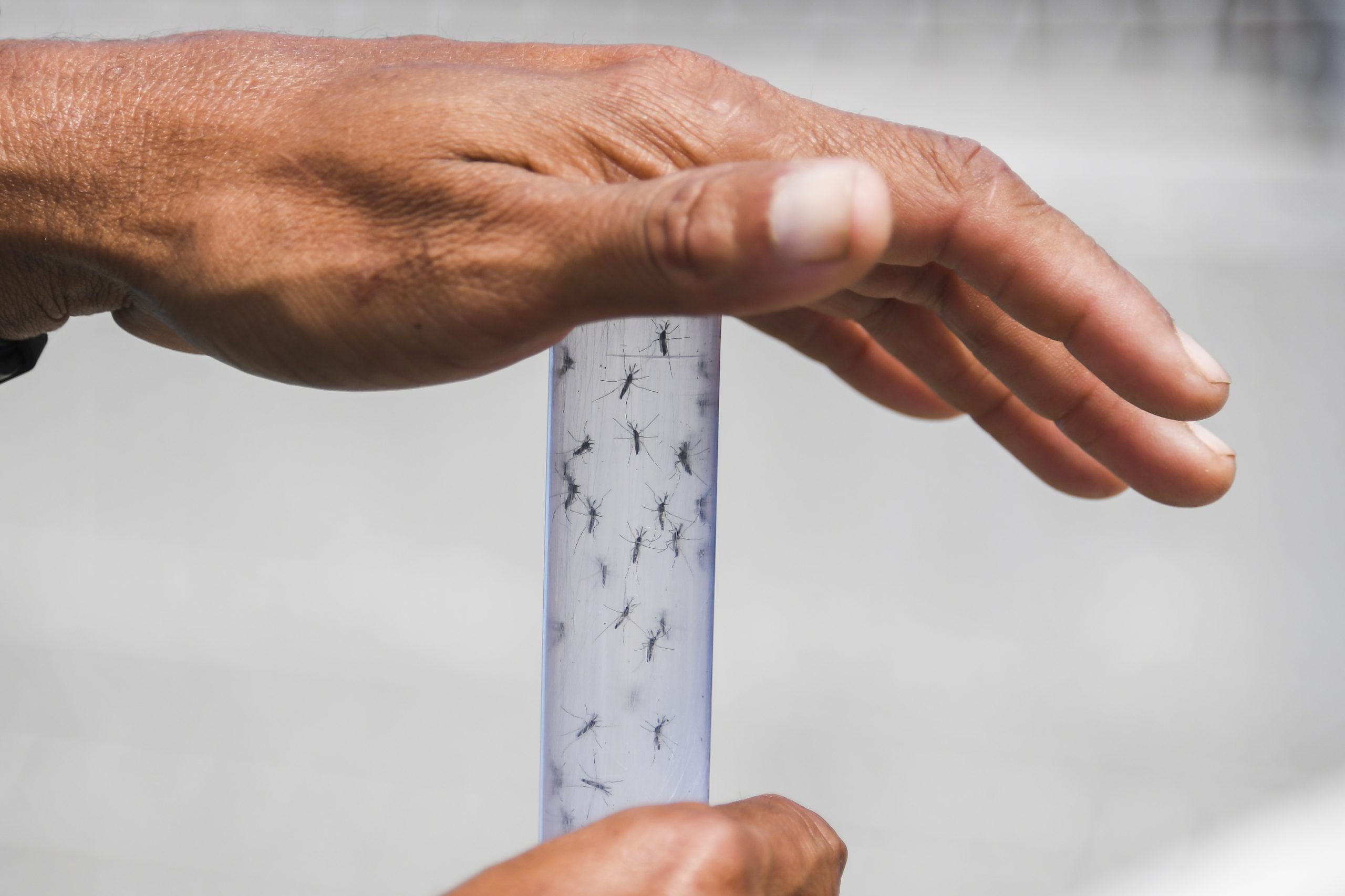 Oito horas seguidas a ser ‘mordidos’ por mosquitos. Empresa que desenvolve repelentes procura voluntários