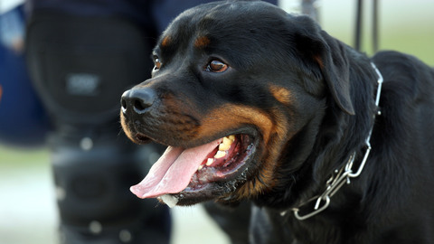 Morte de criança que terá sido atacada por cão em Chaves está a ser investigada pela PJ