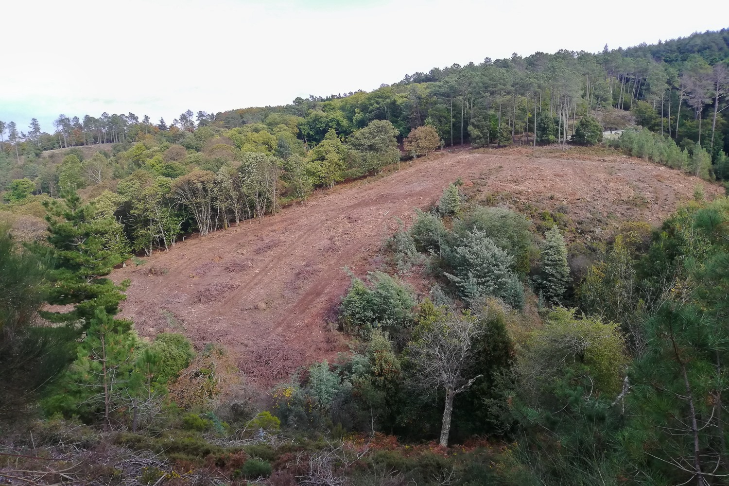 Ministério Público arquiva processo sobre o corte de árvores na serra da Lousã