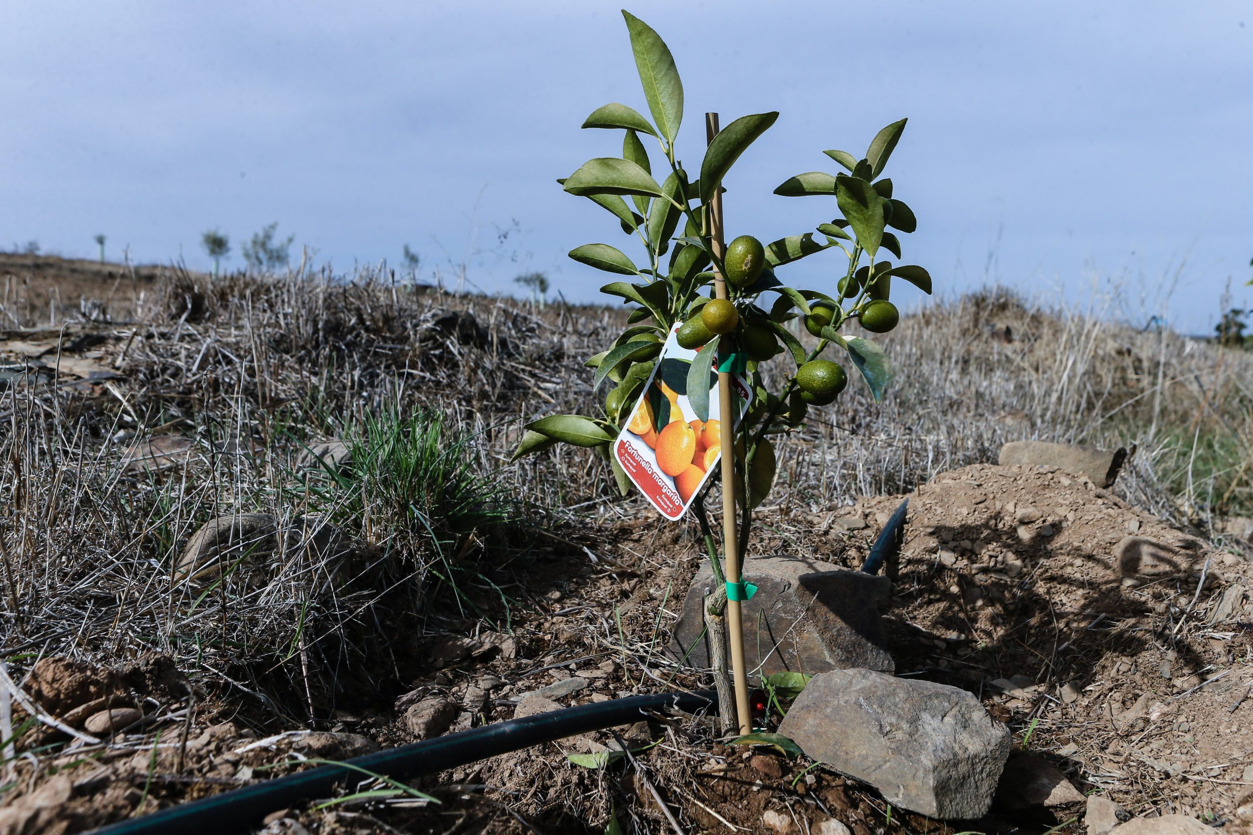 “Caso não chova, toda a produção frutícola e hortícola fica posta em causa”. Agricultores algarvios pedem medidas urgentes