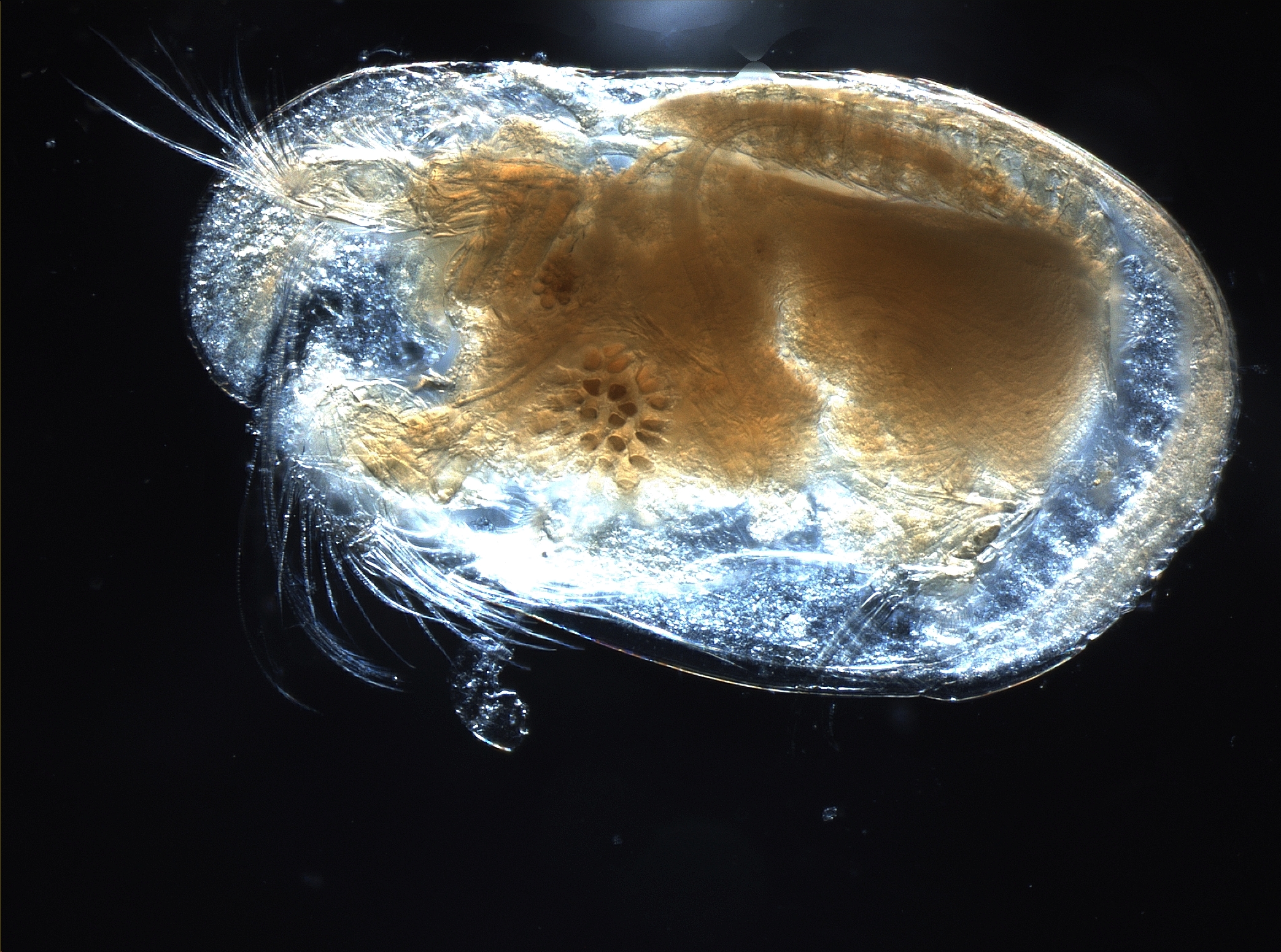 Cientistas chineses descobrem o espermatozoide animal mais antigo alguma vez encontrado