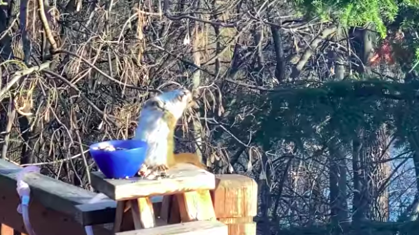 Esquilo fica bêbedo depois de comer peras fermentadas