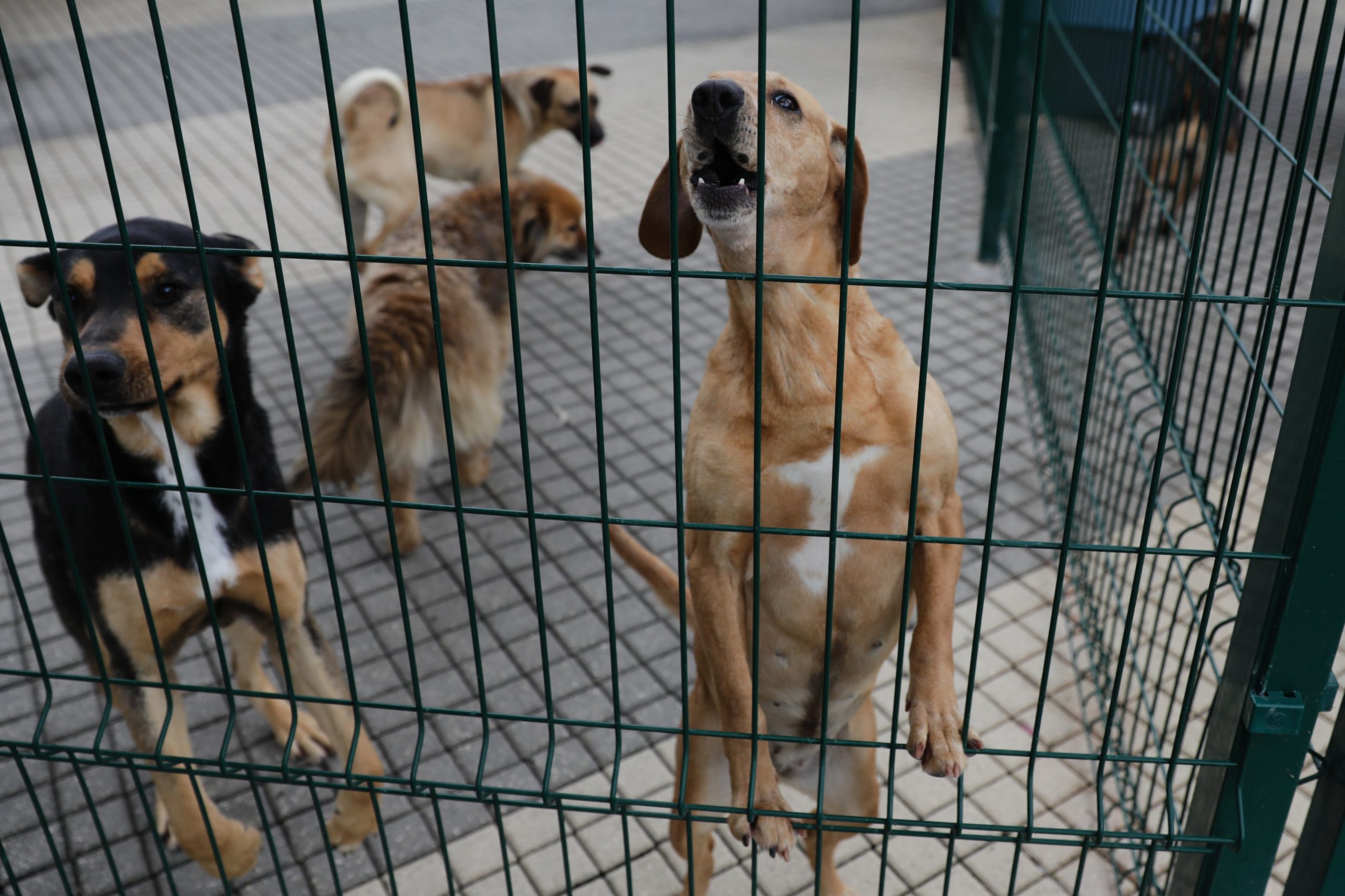 Governo não cede. Abate de cães e gatos errantes vai mesmo ser proibido a partir de setembro