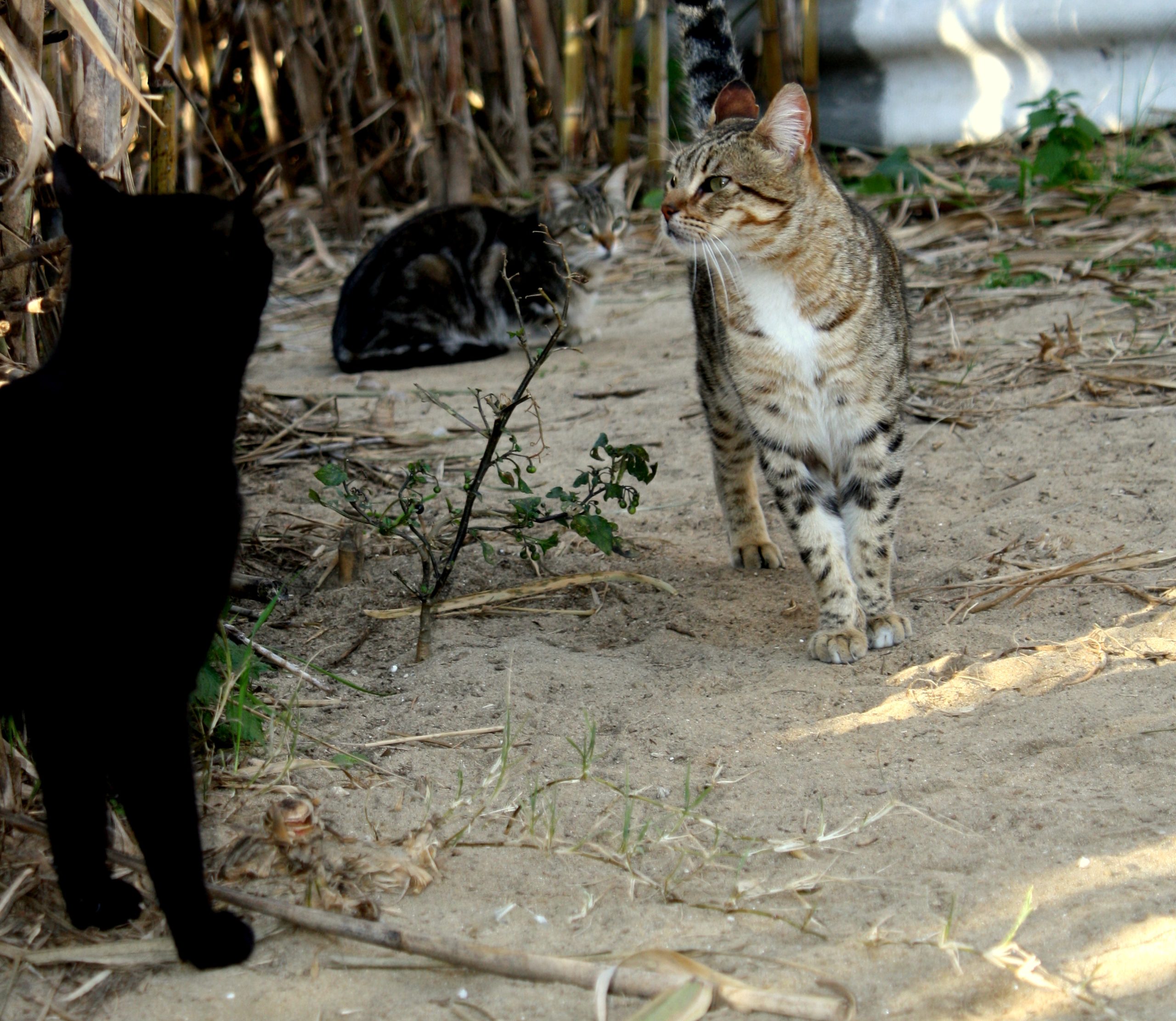 Amadora assina protocolo de colaboração para gerir colónias de gatos no concelho