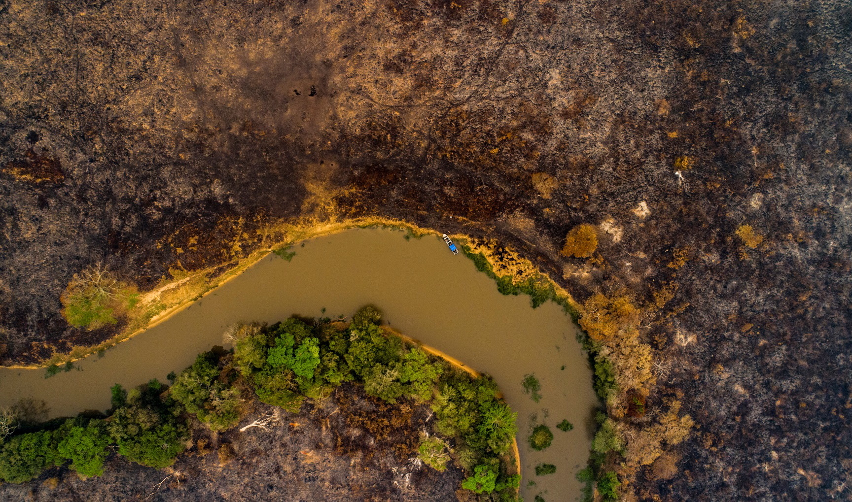 Restaurar ecossistemas salvaria espécies e reduziria carbono