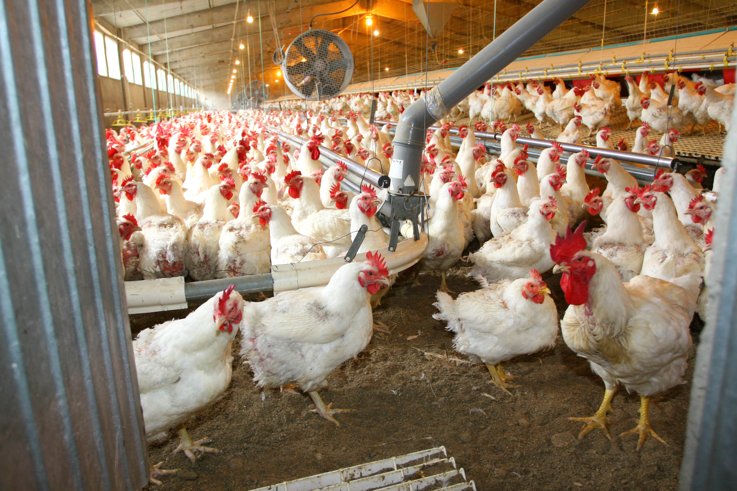Direção-Geral de Veterinária aperta controlo a aviário devido a praga de moscas em Óbidos