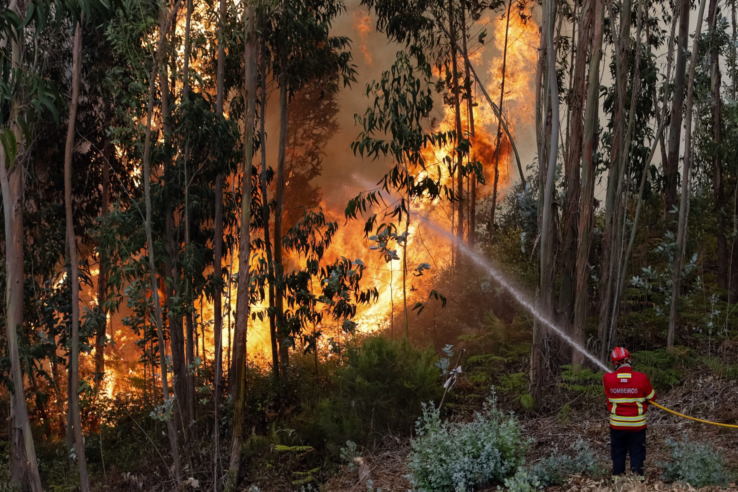Incêndio em Sabrosa terá sido provocado com velas de cera. Homem detido