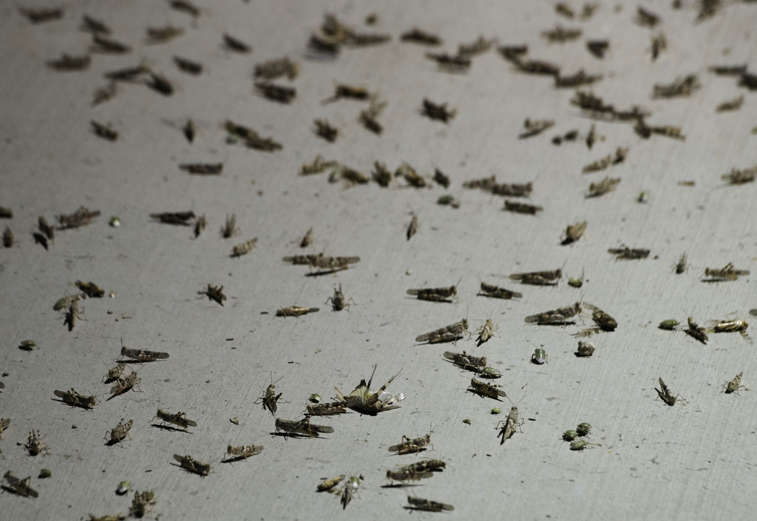 É uma tempestade? Não, é uma invasão de gafanhotos