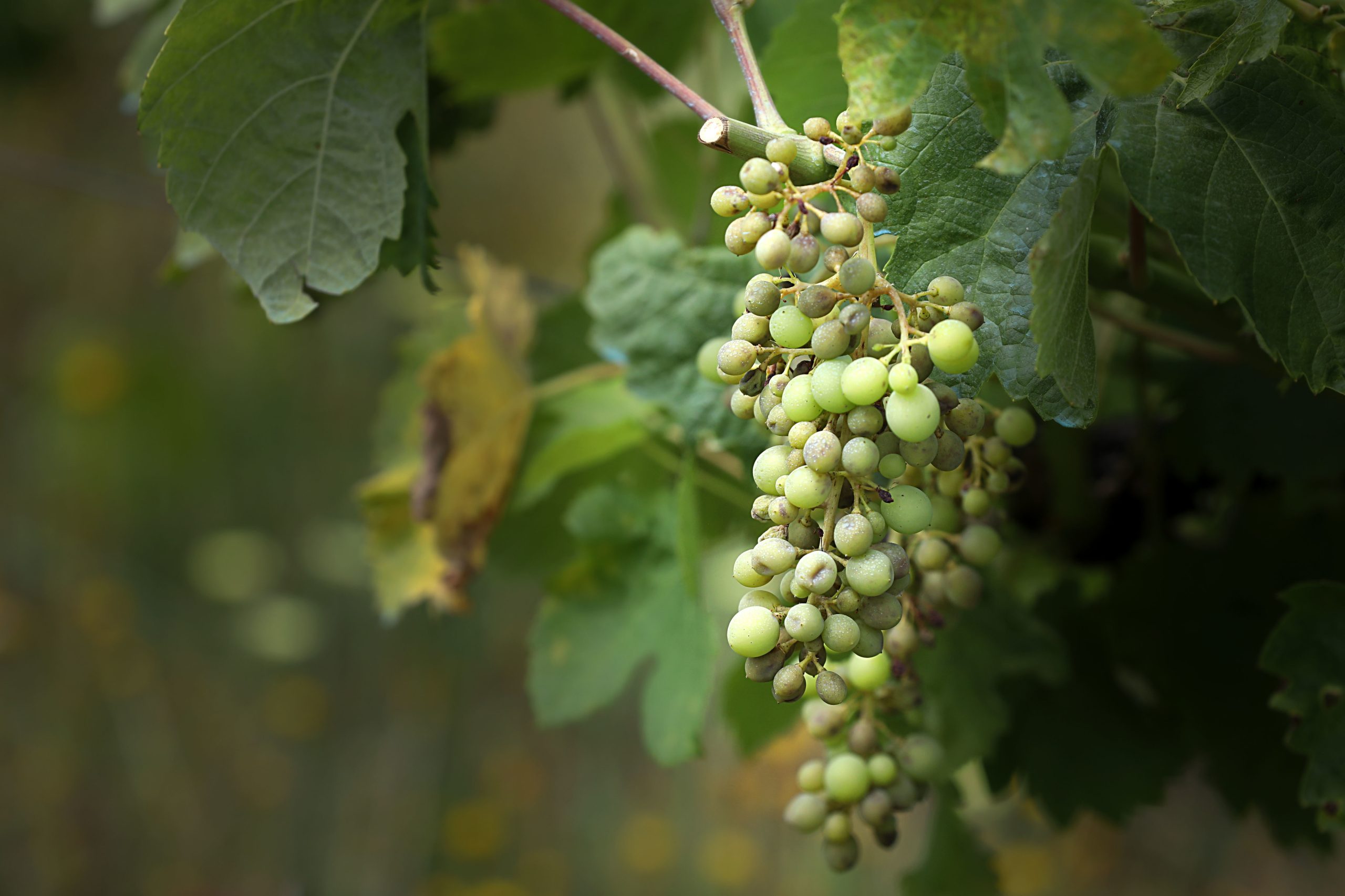 Alentejo: Candidatura de vinho de talha a Património da Humanidade envolve 27 instituições