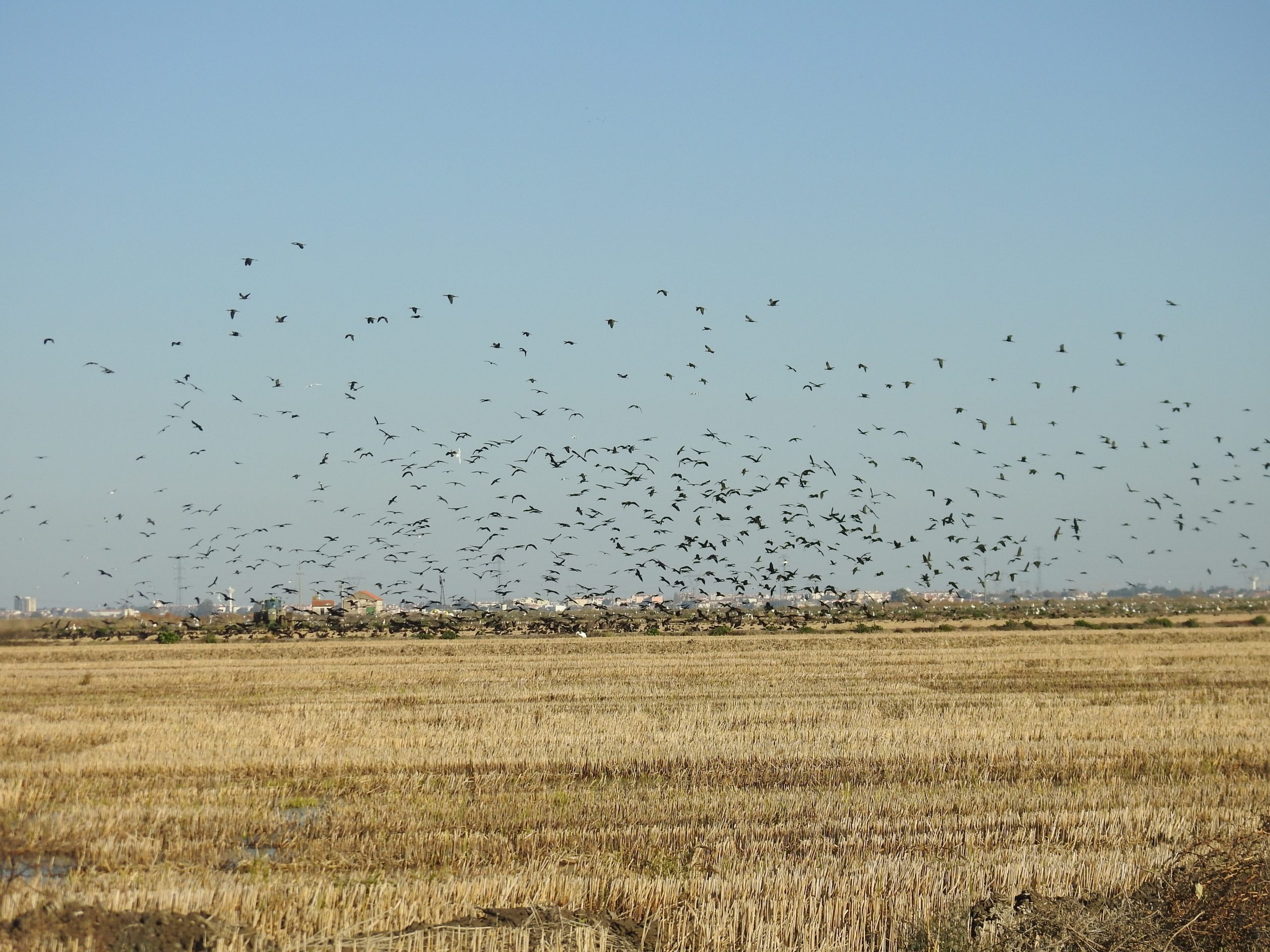 Birdstrike: porque é que proteger os milherangos e as ibís-pretas é também uma questão de segurança para quem voar no Montijo