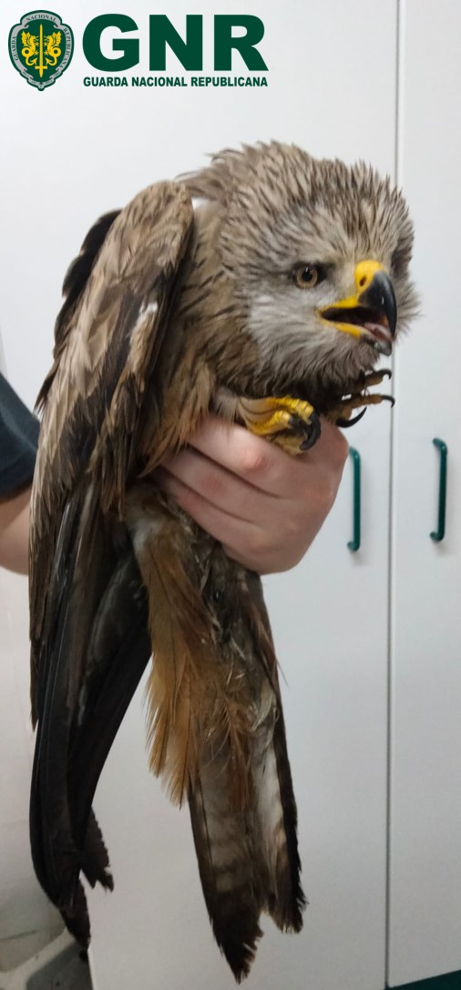 Ave de rapina salva pela GNR. Depois de recuperar volta ao habitat natural