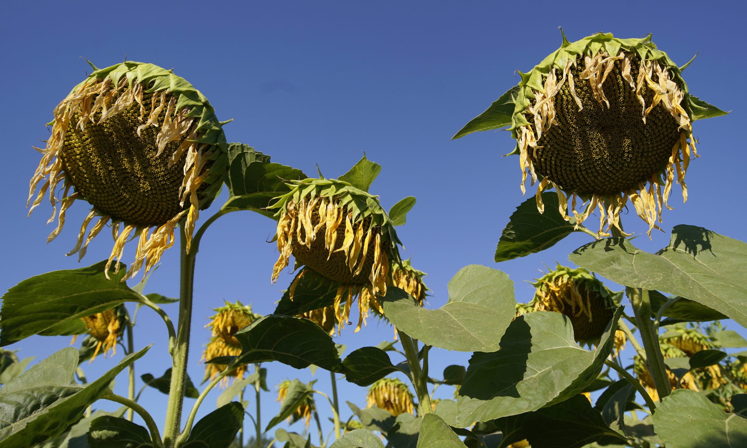 Temperaturas na Europa estão a subir duas vezes mais do que a média global, diz relatório