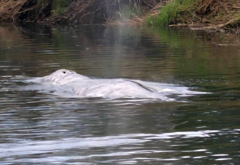Baleia-cinzenta juvenil encontrada morta após subir rio no estado de Washington