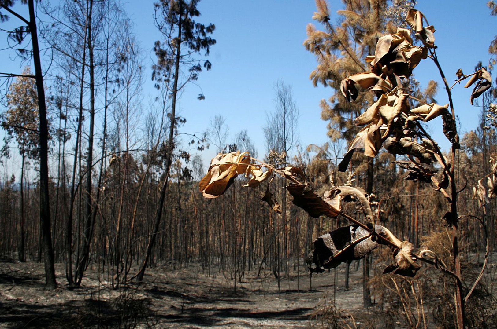 Incêndios: Combate ao fogo no parque natural em Porto de Mós “evolui favoravelmente”