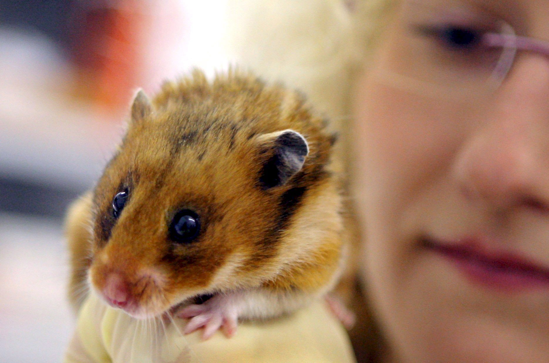 Cerca de 2.000 hamsters vão ser abatidos em Hong Kong por estarem infetados com covid-19