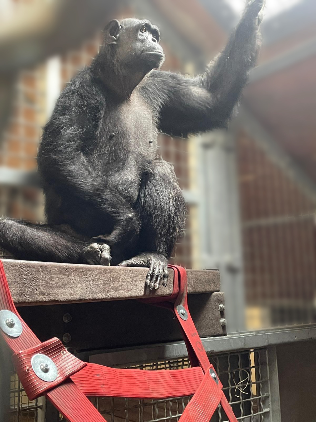 Do Quénia para o Reino Unido, uma chimpazé viajou como qualquer encomenda. Mas em modo VIP