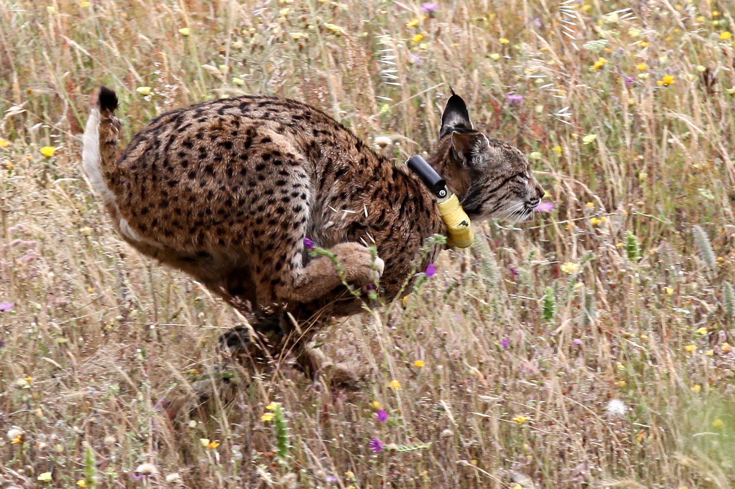 Nasceram nove linces-ibéricos em cativeiro nos últimos dias