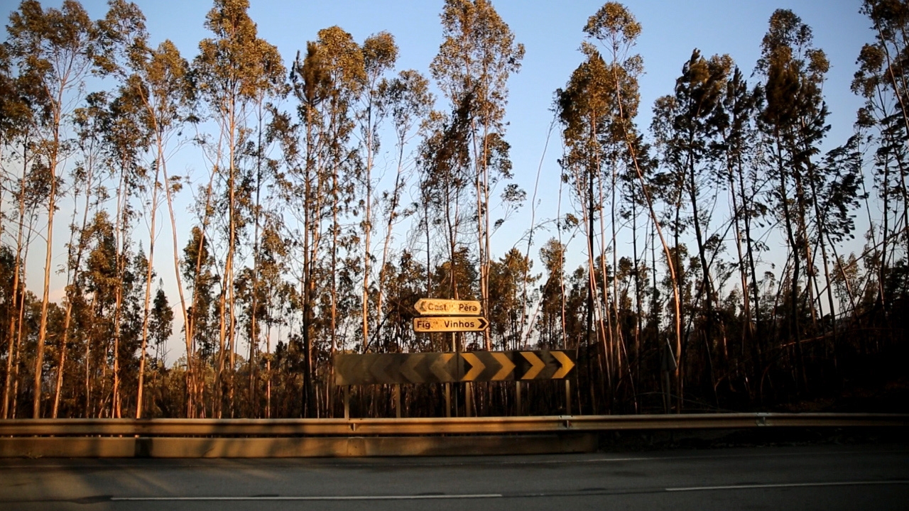 Pedrógão Grande. Autarquia de Castanheira de Pera lamenta estar sem engenheiro florestal há dois anos