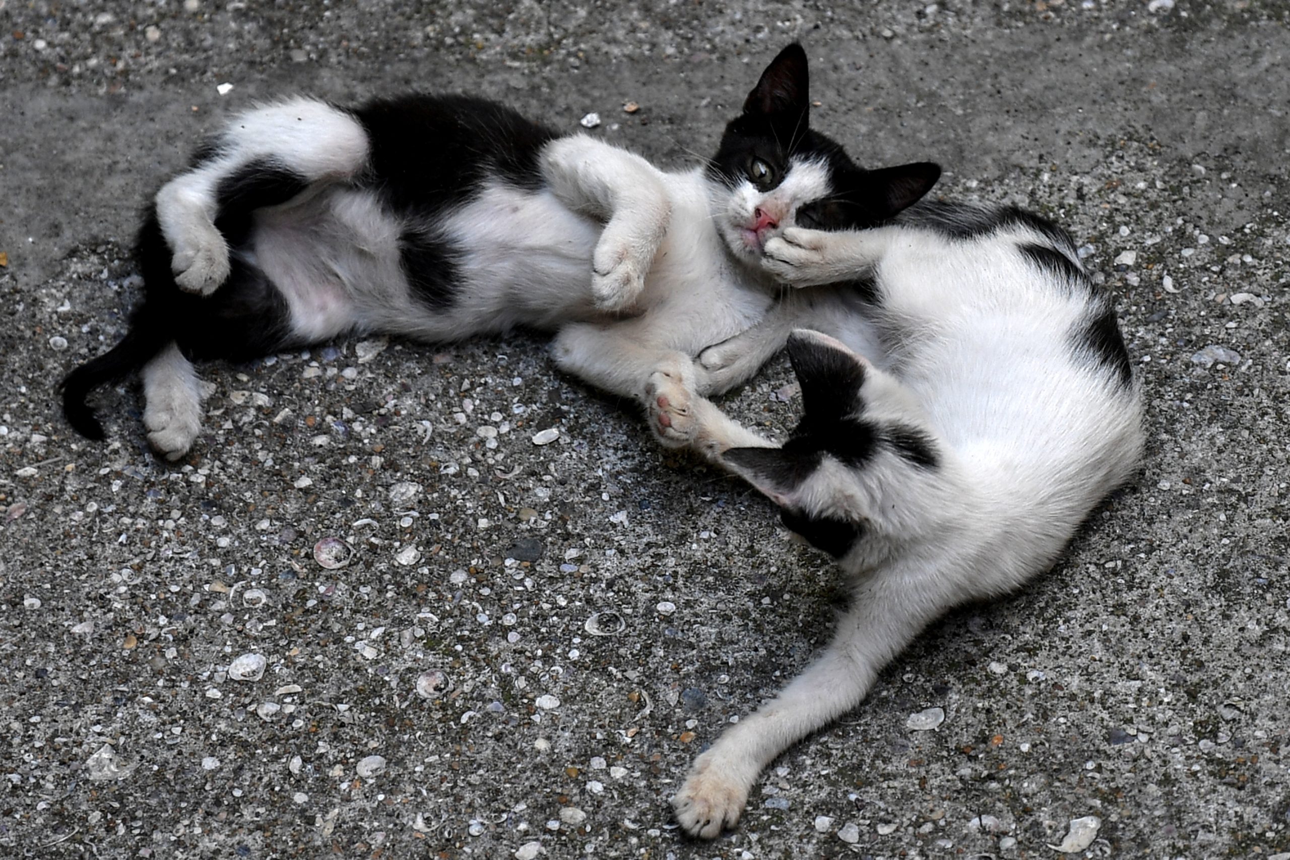 Há uma colónia de gatos nos jardins do parlamento. PAN propõe registo e prestação de cuidados por voluntários