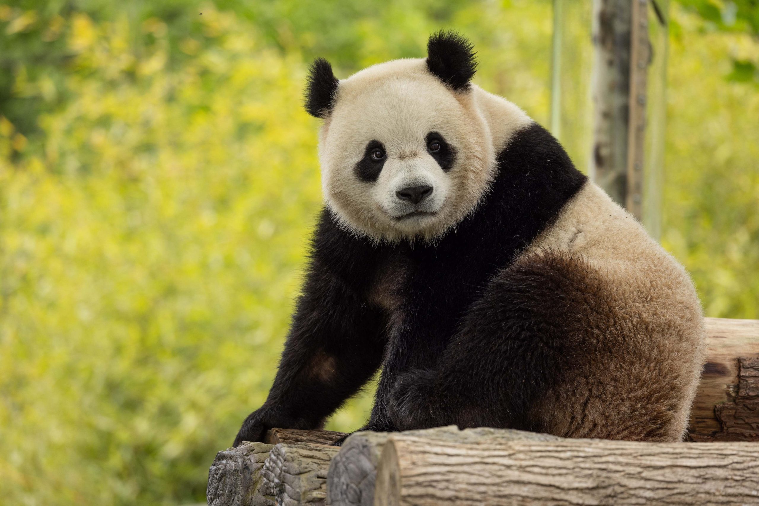 Washington aguarda por Bao Li e Qing Bao, dois pandas enviados pela China