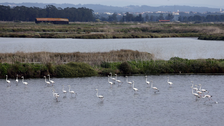 Rio Mondego em Coimbra fica desassoreado em setembro, um ano antes do prazo contratado
