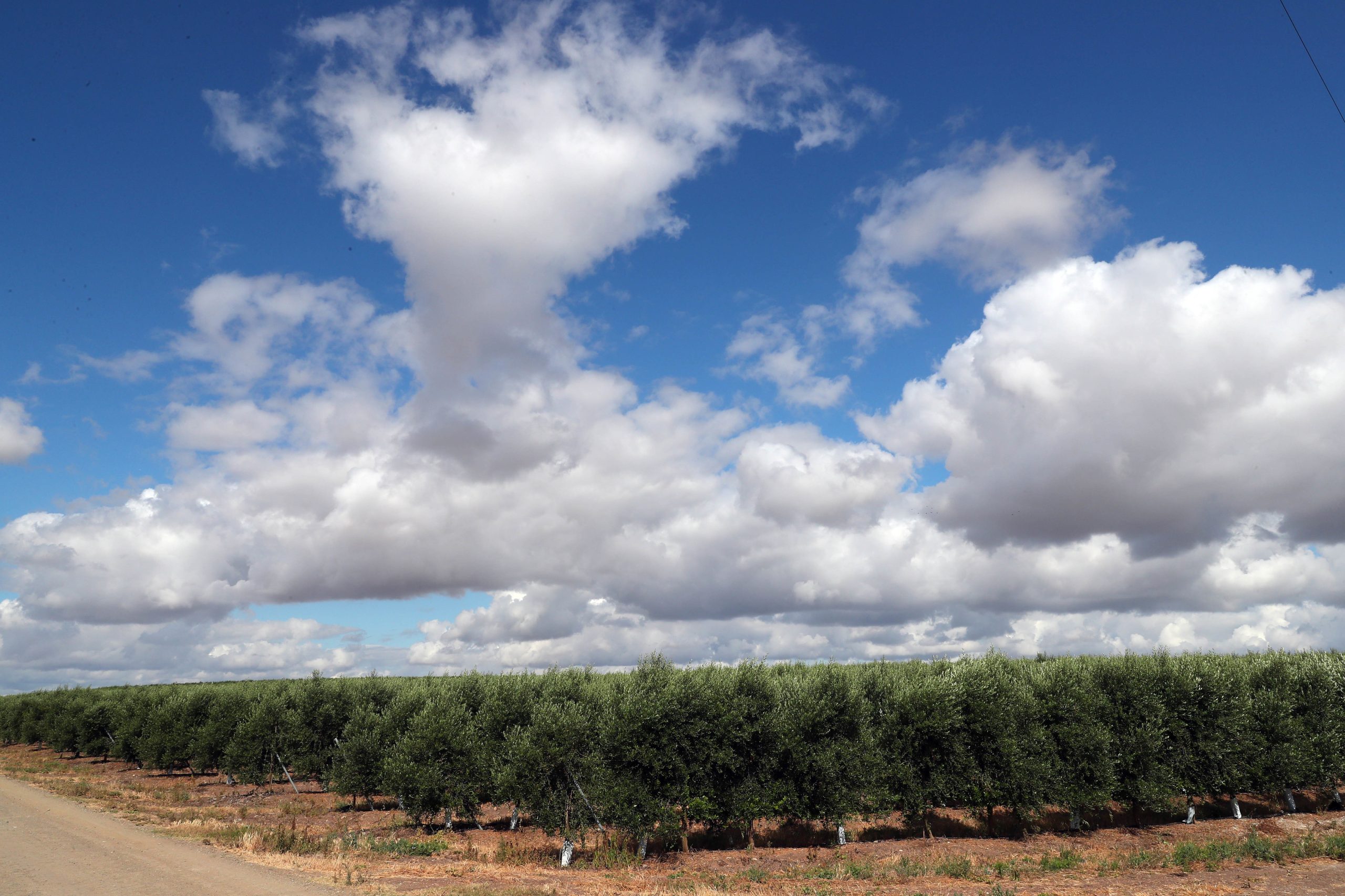 “Invasão” de culturas intensivas no Alqueva gera receios. Agricultores dizem que medos são infundados