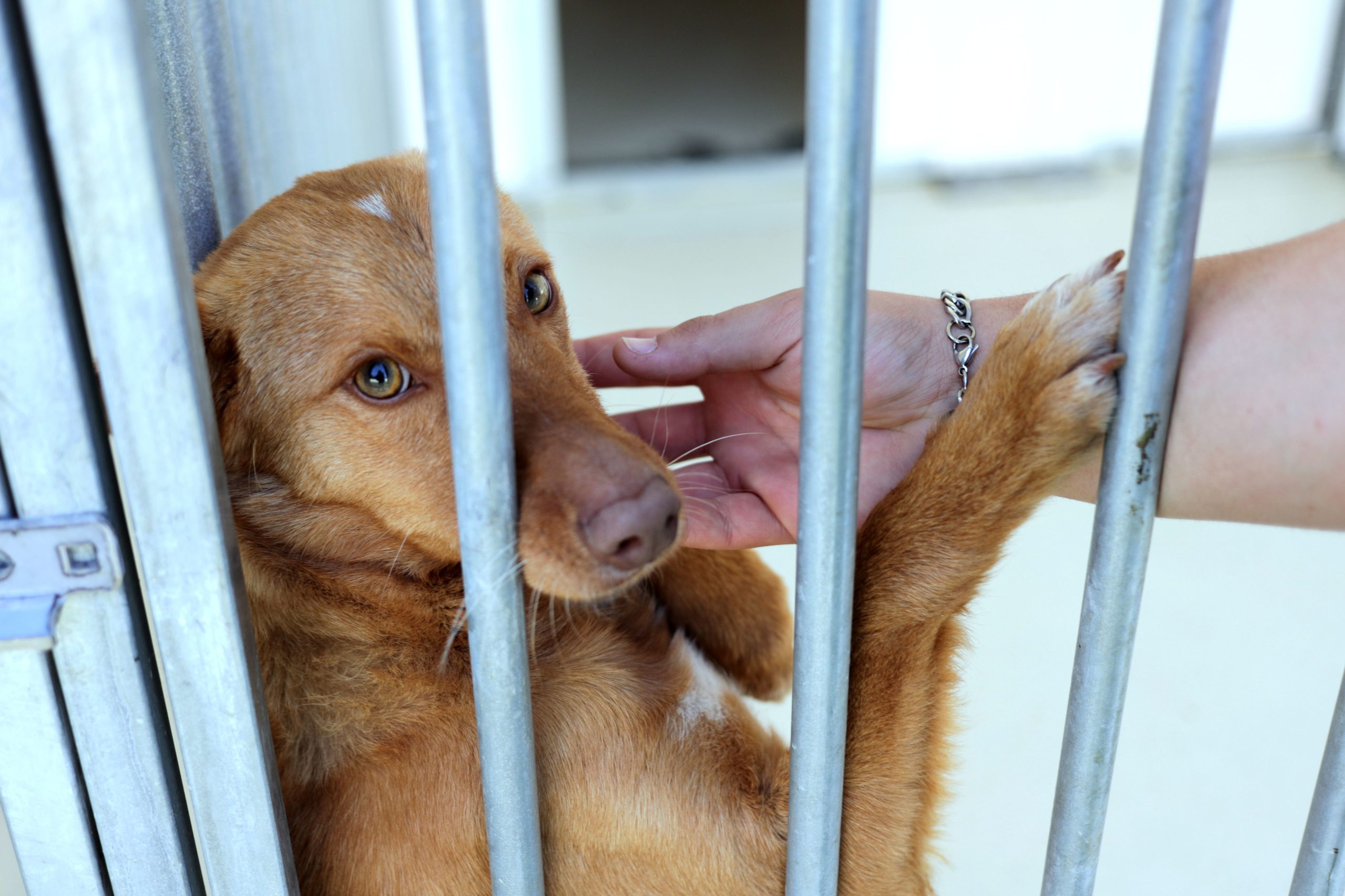 Há 80.000 animais habitantes nos centros de recolha, alerta provedora do Animal