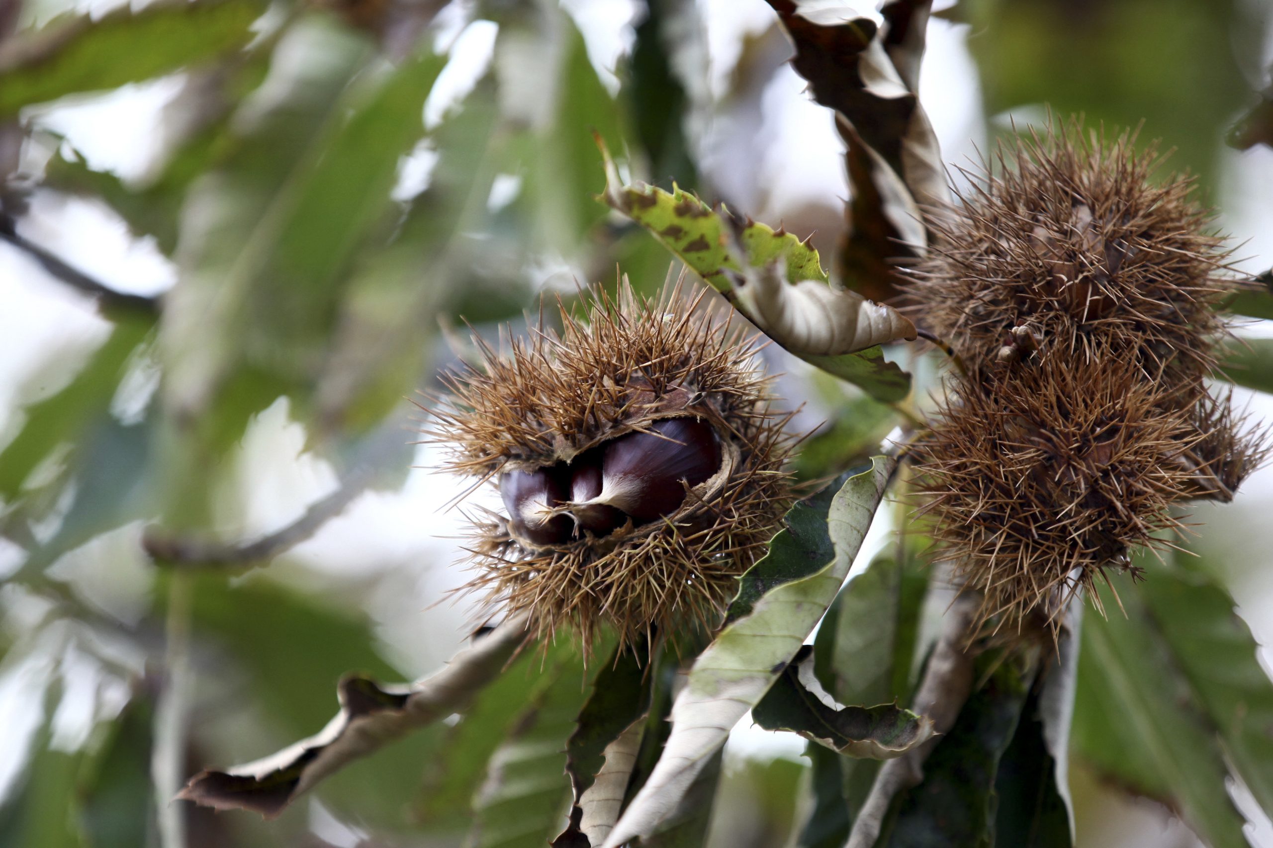 Quebra de produção de castanha pode atingir os 70 a 80% em Valpaços