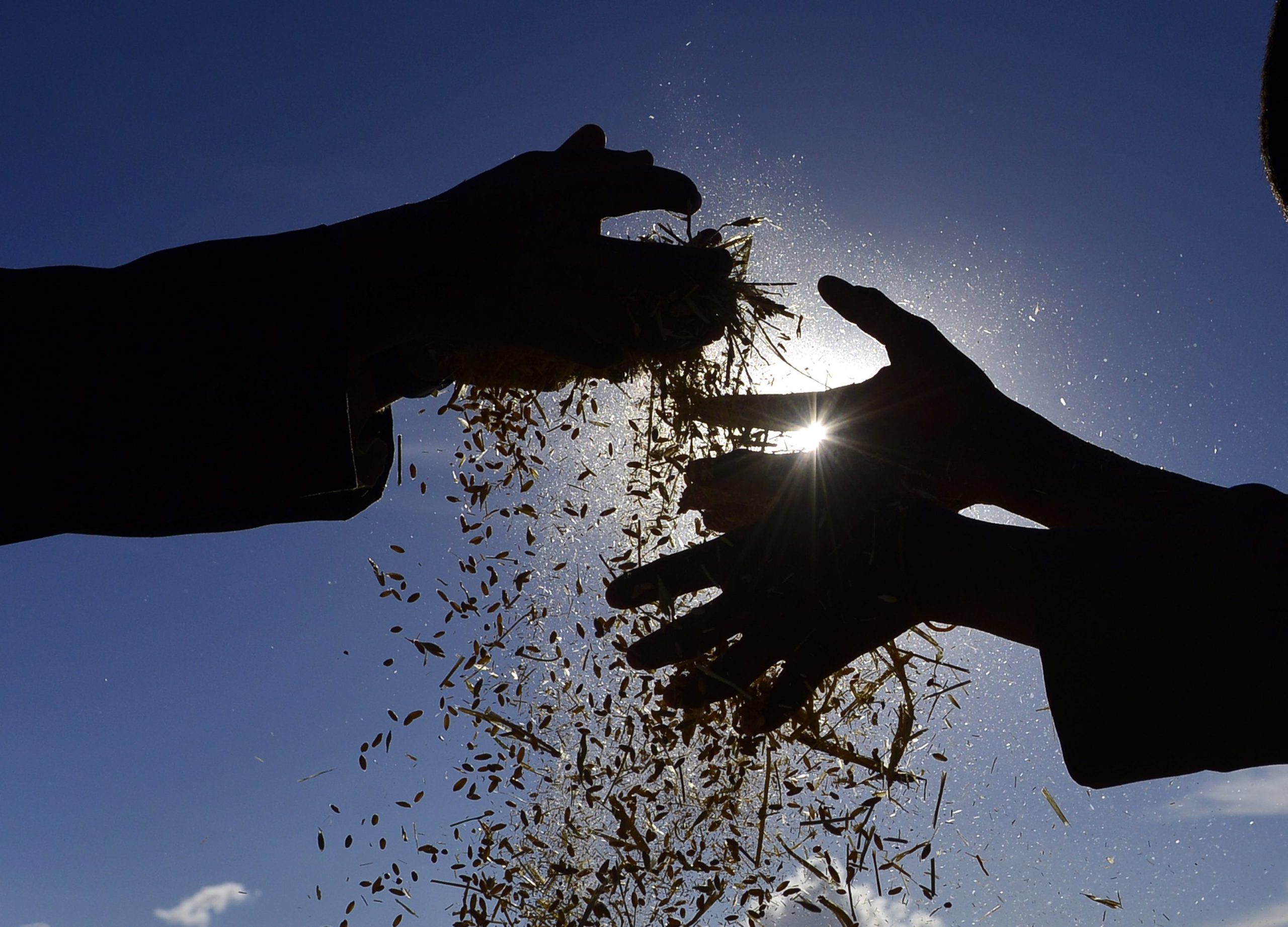 Ucrânia: Quebra prevista na produção de cereais coloca em risco alimentação mundial