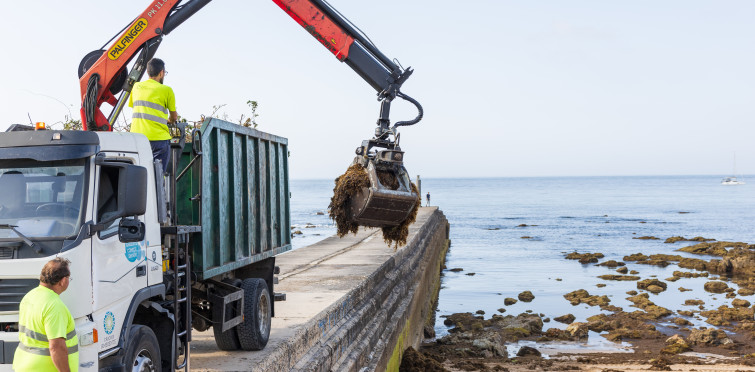 Alga asiática invade praias do Algarve e Cascais e alastra a Sesimbra e ao Norte do país