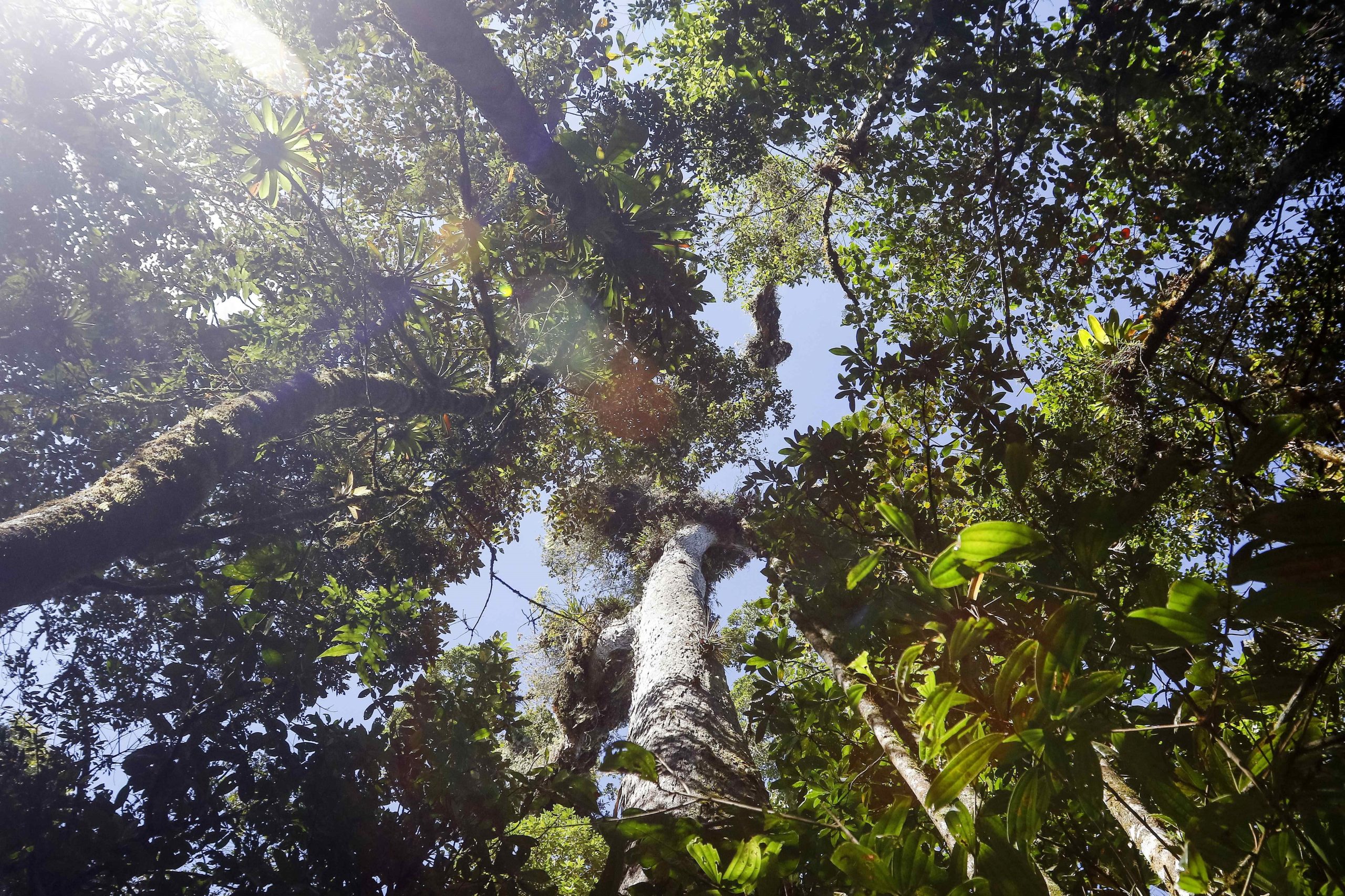 Fundação está a devolver natureza a terrenos onde esta já não existe. Saiba como juntar o seu a este projeto