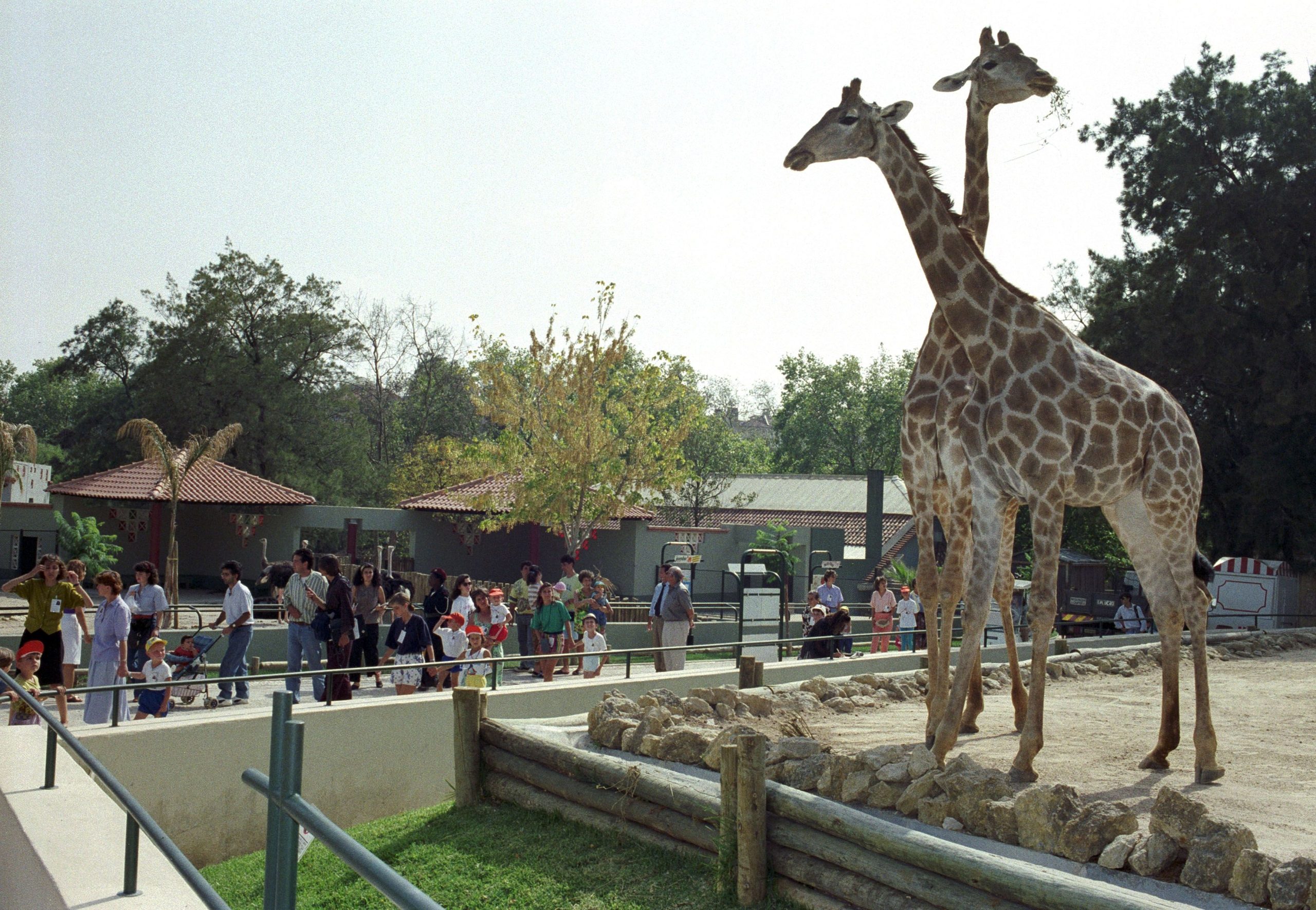 Escolas de todo o mundo fazem visitas virtuais ao Jardim Zoológico de Lisboa