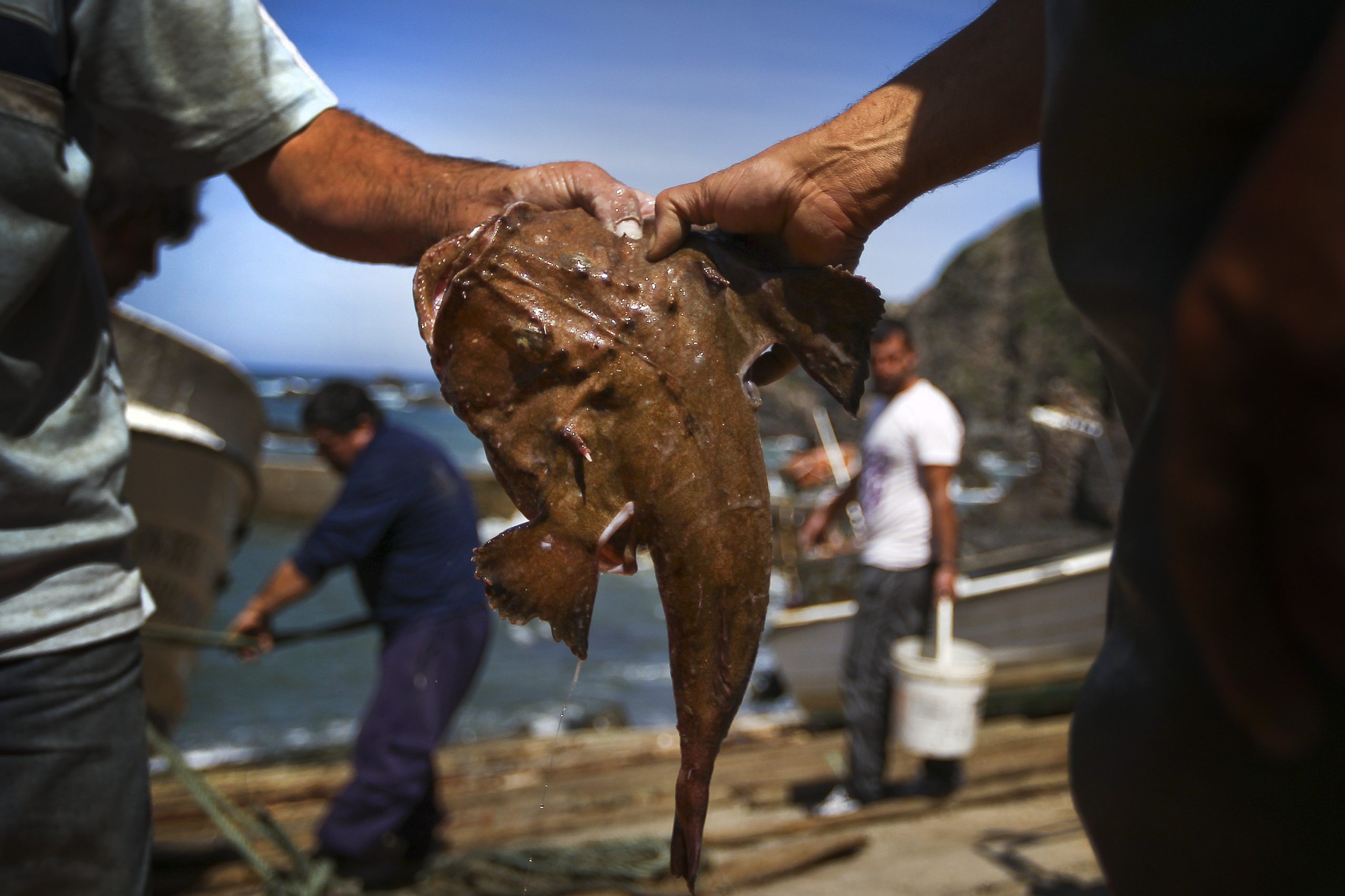 Bruxelas corta na pesca de linguado e aumenta a de tamboril em águas portuguesas