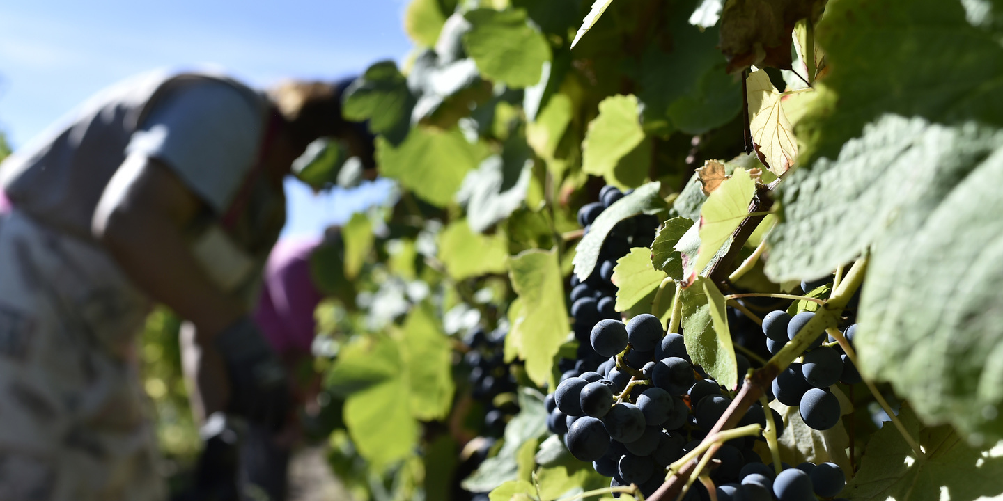 Pipa de vinho Madeira que embarcou no Sagres em 2022 devolvida à região