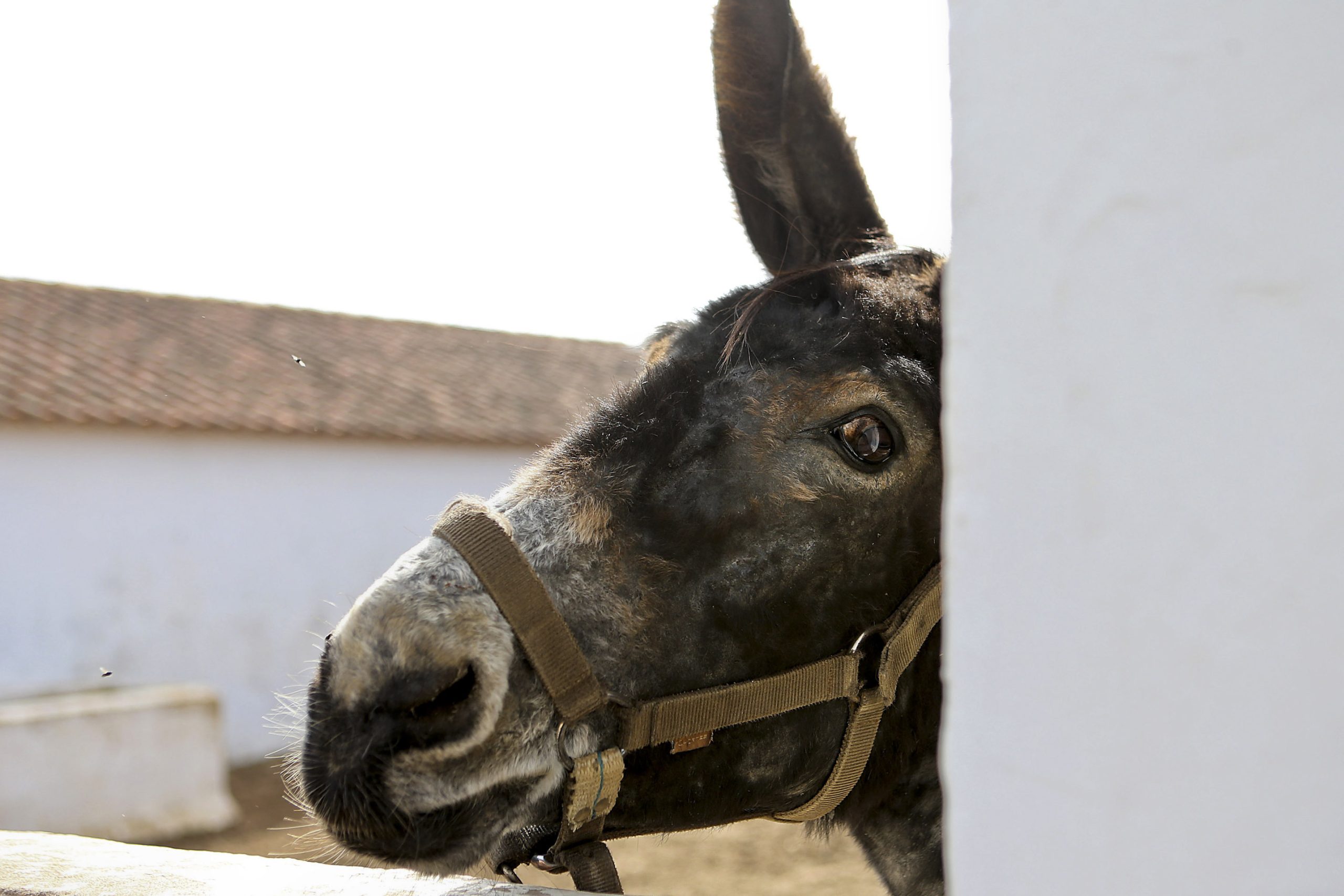 Investigadores criam fórmula “específica” para pesar burro de Miranda