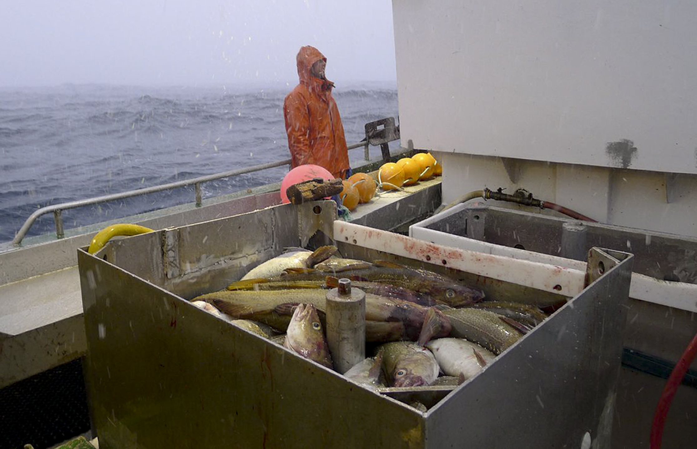 Governo “empenhado” em defender pesca do bacalhau em Svalbard, entre a Noruega e o Polo Norte