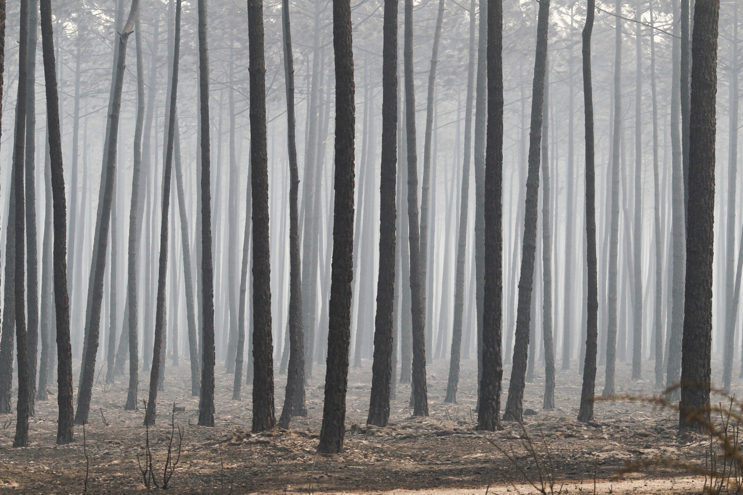 Incêndios: Revitalização do Pinhal Interior vai a Conselho de Ministros em breve