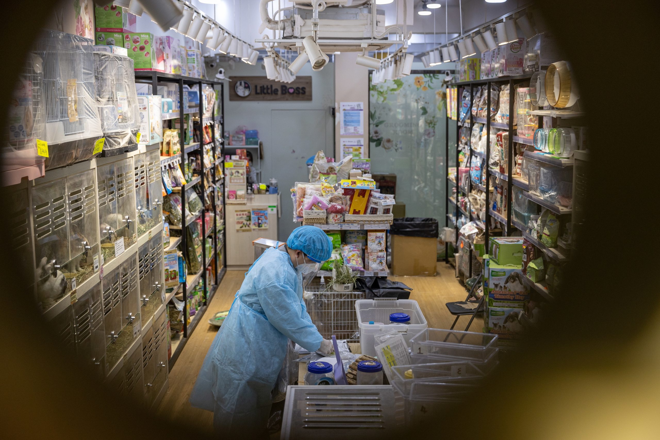 Macau testa hamsters à covid-19, após Hong Kong anunciar abate de 2.000 animais