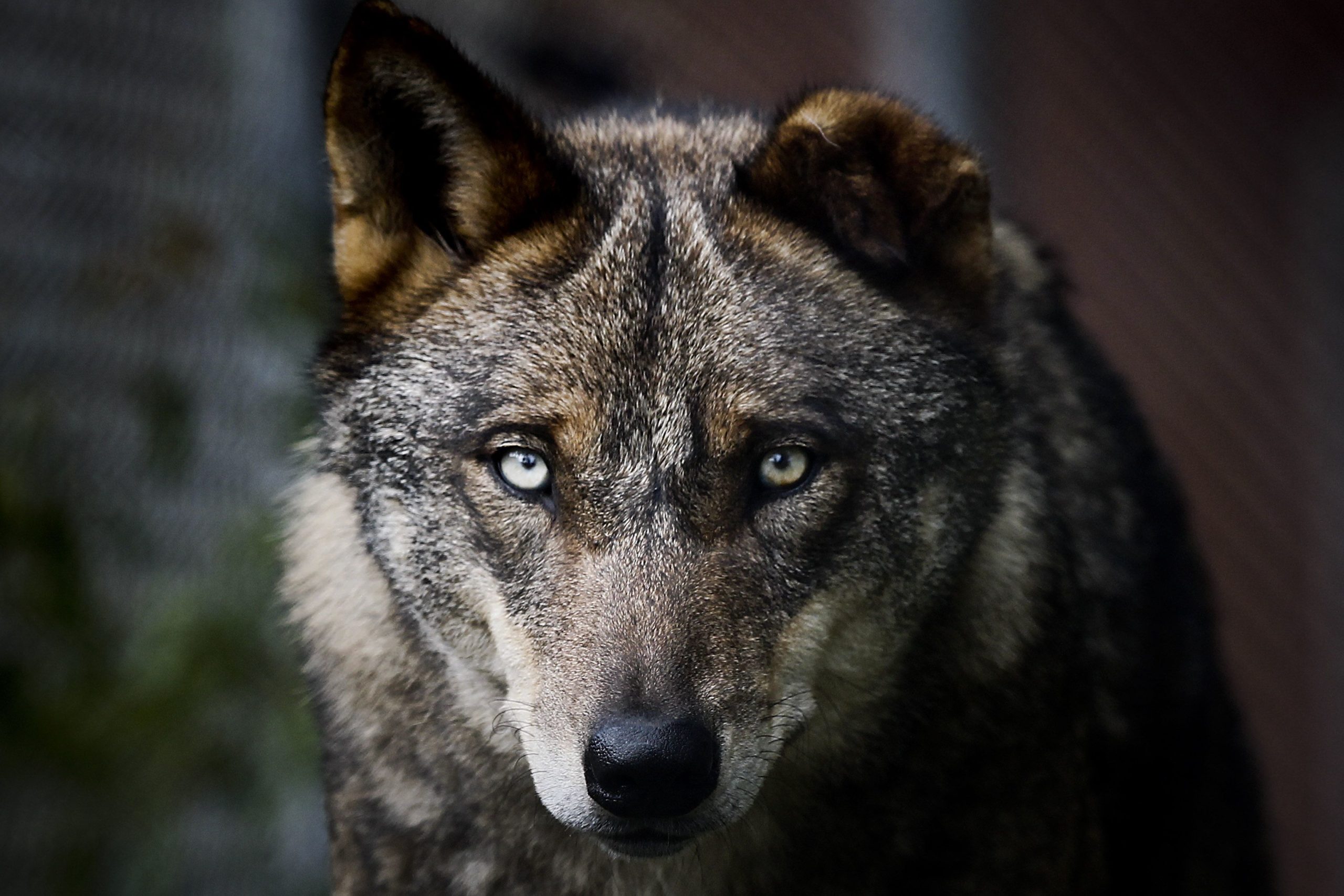 Coexistir com lobos-ibéricos? Pessoas a sul do rio Douro não se importam, mas pedem indemnizações no caso de danos